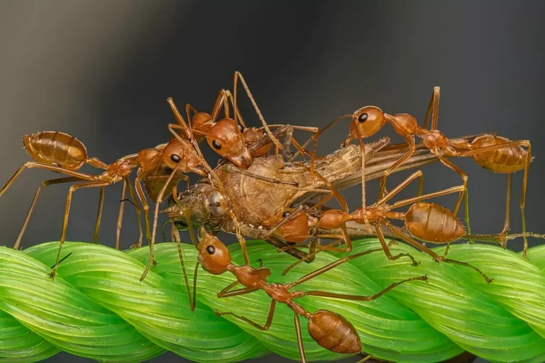 Zwalczanie mrówek - ddd serwis na wysokim poziomie